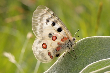 spots-entomologisch-frankreich-schmetterling-appolon-maunakea